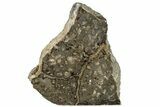 Block of Promicroceras Ammonites - Polished Side & Prepped Side #129290-1